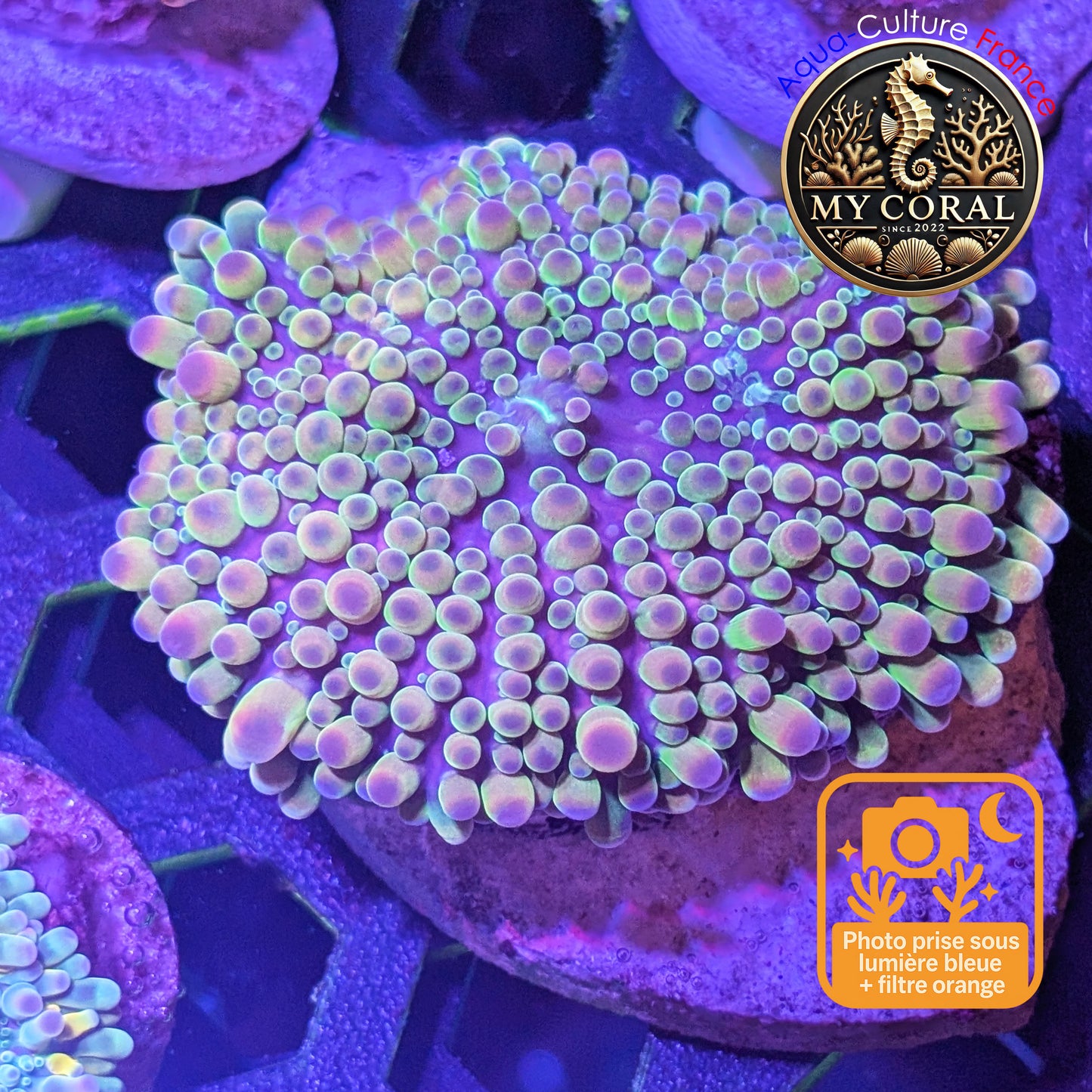 Ricordea Yuma de Culture WYSIWYG- Yuma JUMBO RAIMBOW AVATAR RYJA116