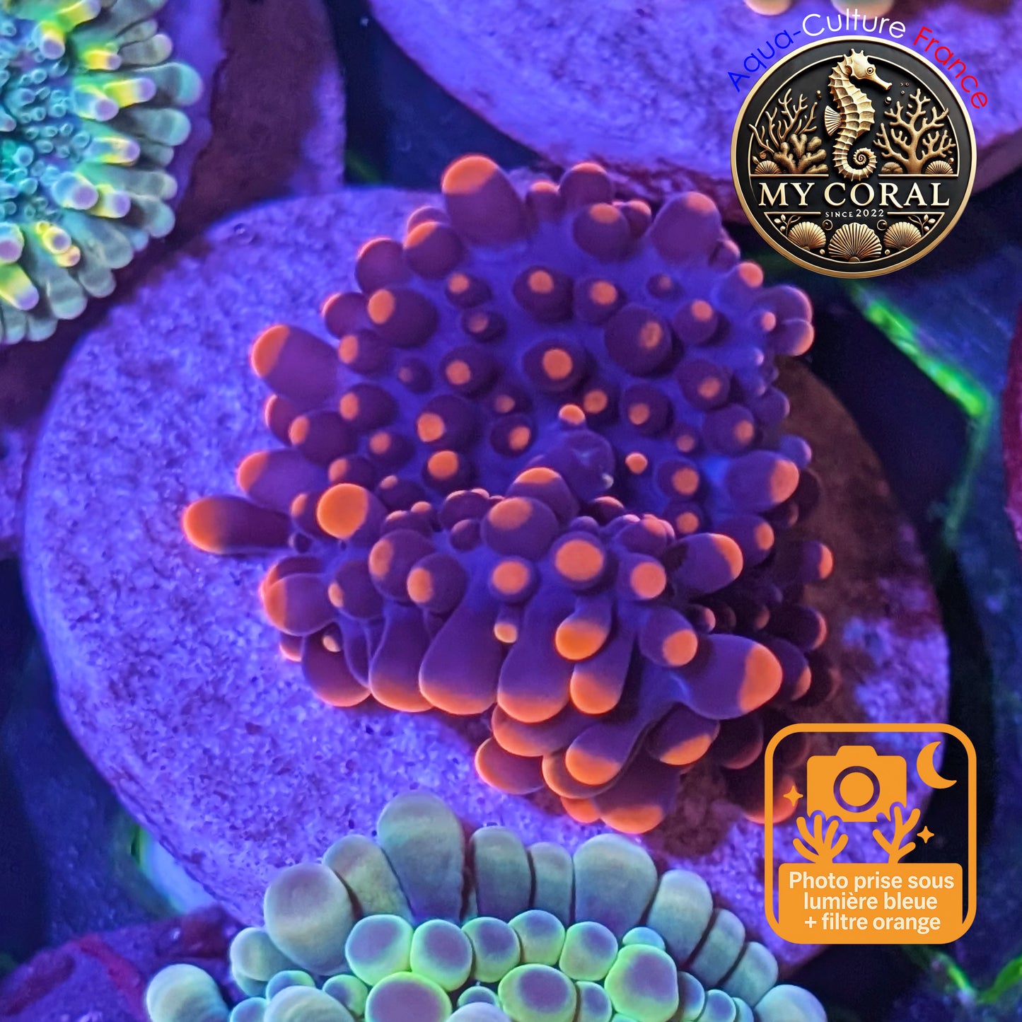 Ricordea Yuma de Culture WYSIWYG- Yuma JUMBO ORANGE RYJO117