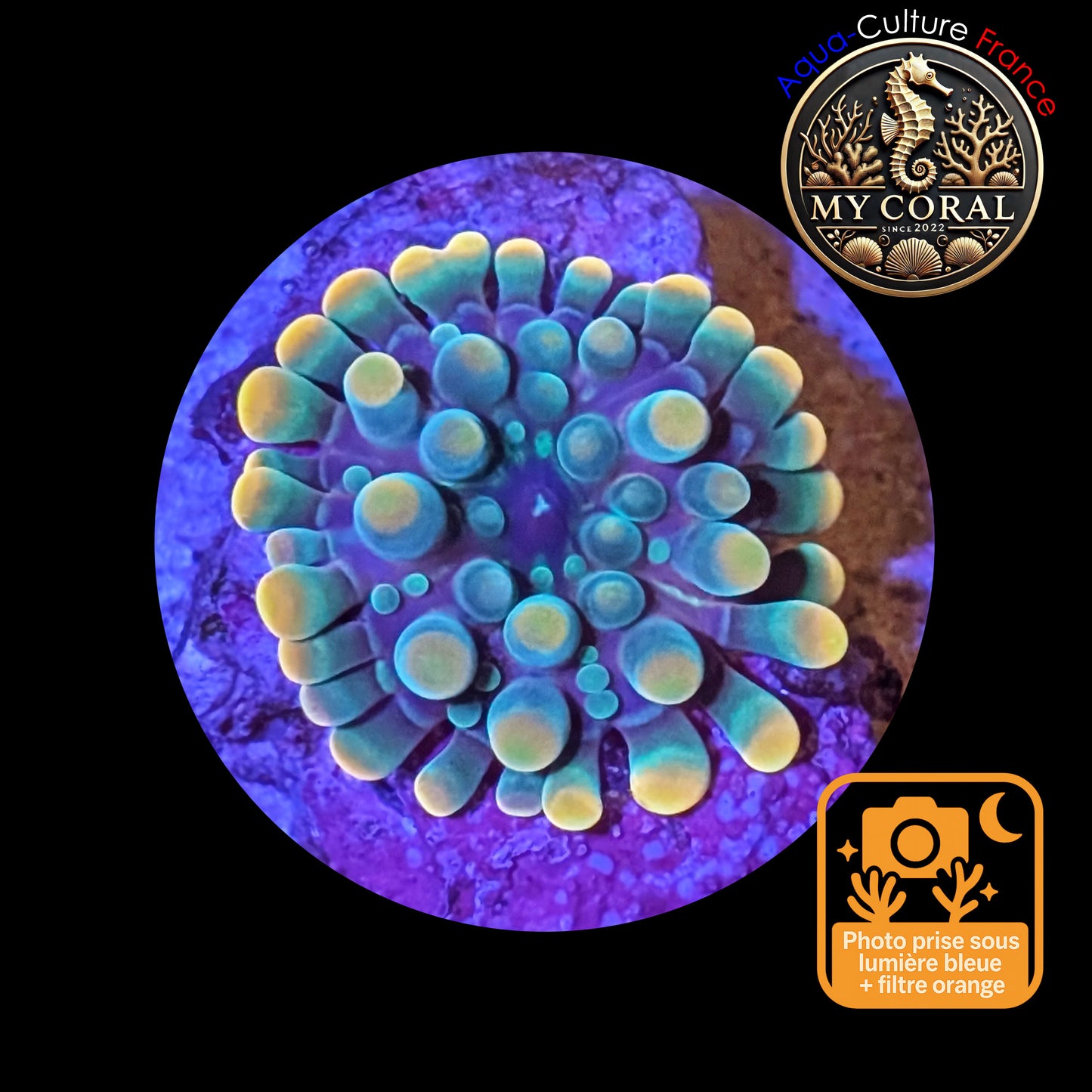 Ricordea Yuma de Culture WYSIWYG- Yuma JUMBO GREENGOLD RYJGG121