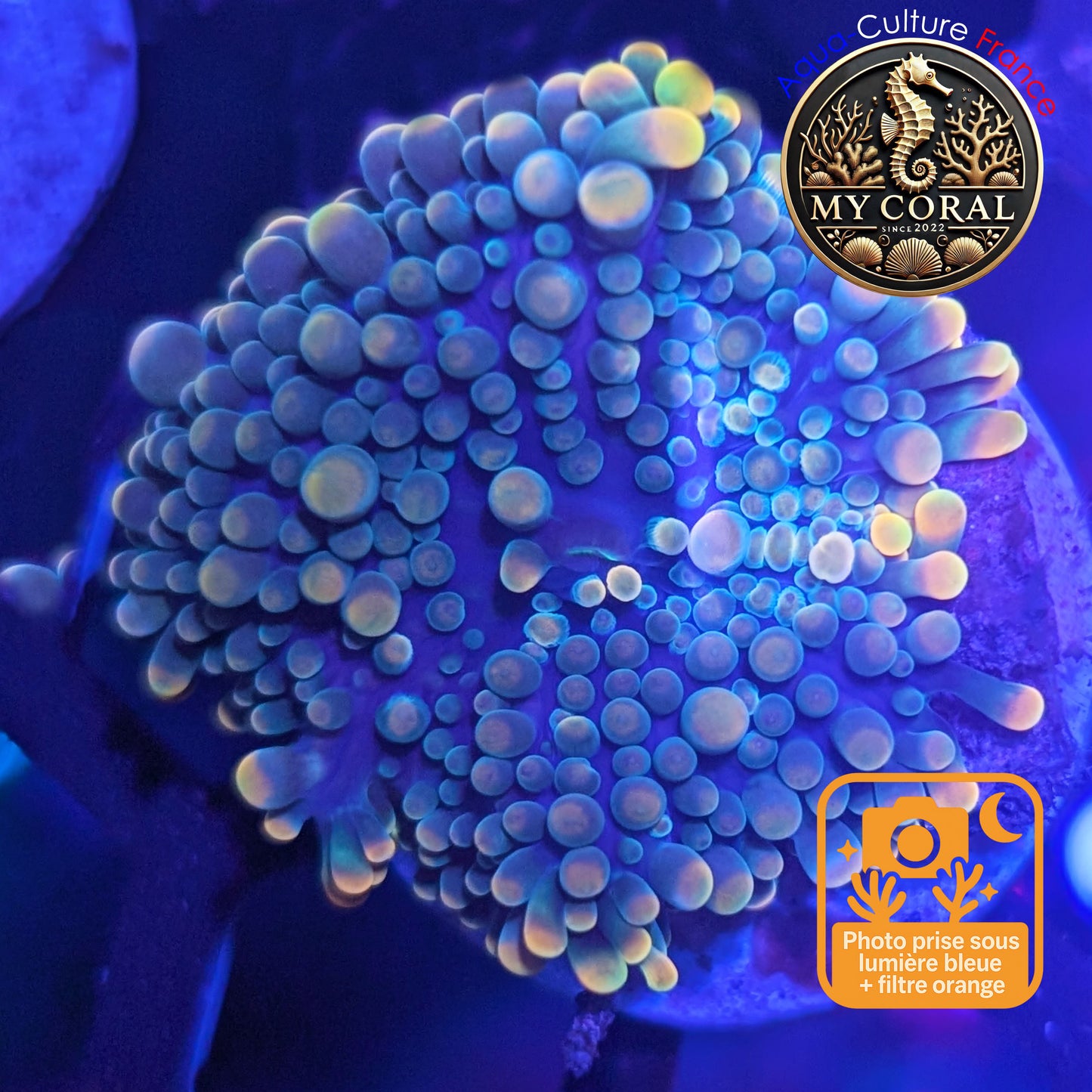 Ricordea Yuma de Culture WYSIWYG- Yuma JUMBO GREENGOLD RYJGG127