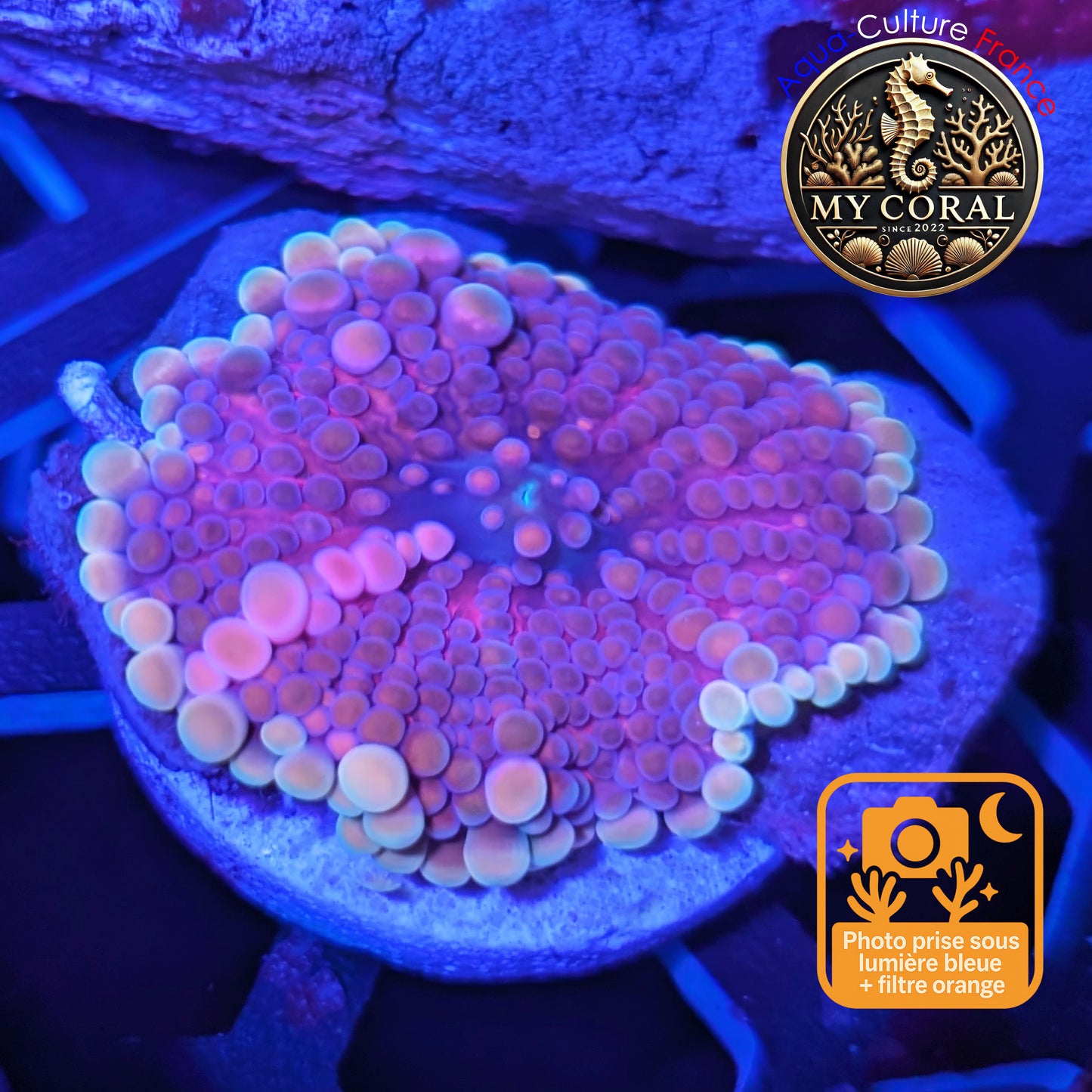 Ricordea Yuma de Culture WYSIWYG- Yuma JUMBO RED RYJR129