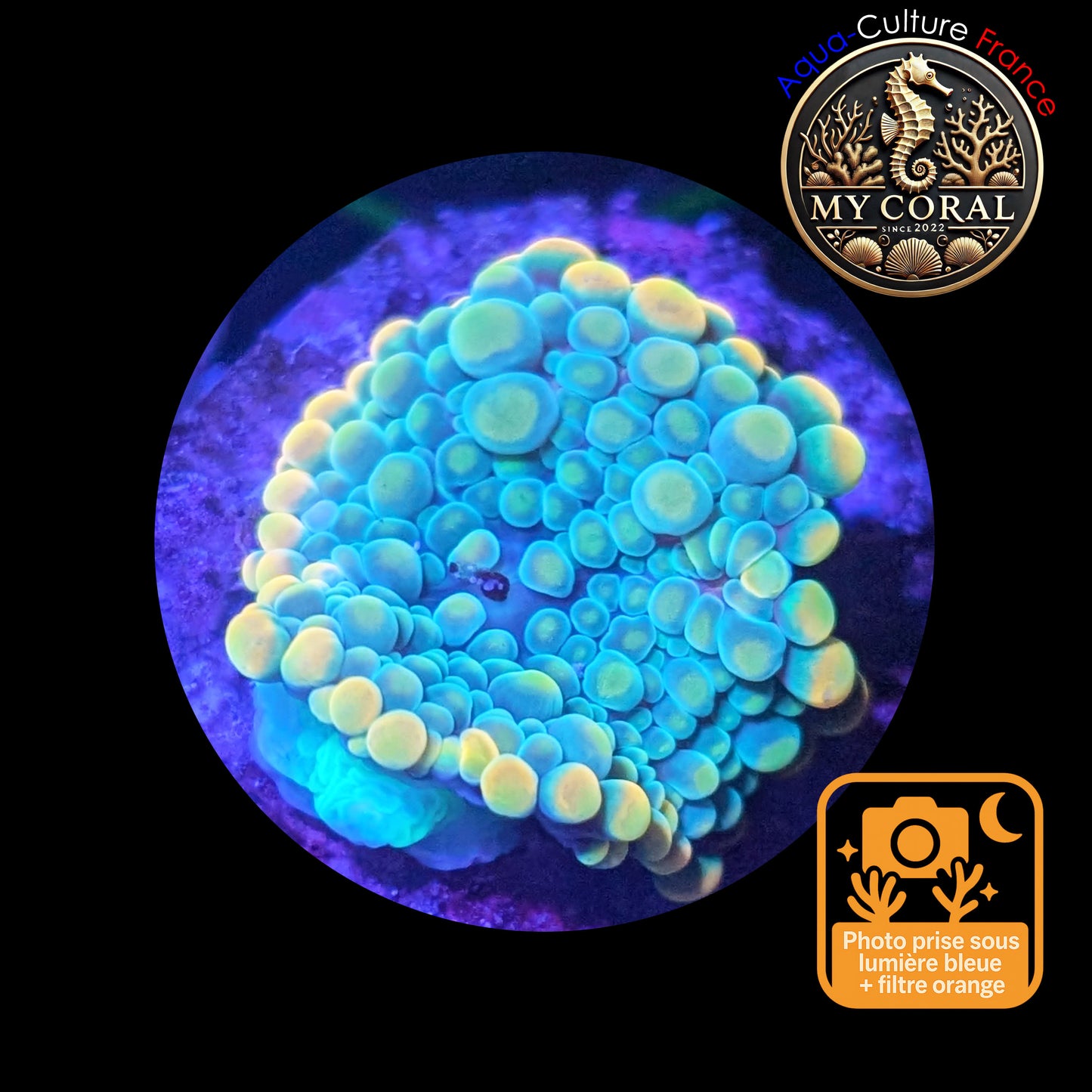 Ricordea Yuma de Culture WYSIWYG- Yuma JUMBO GREENGOLD RYJGG128