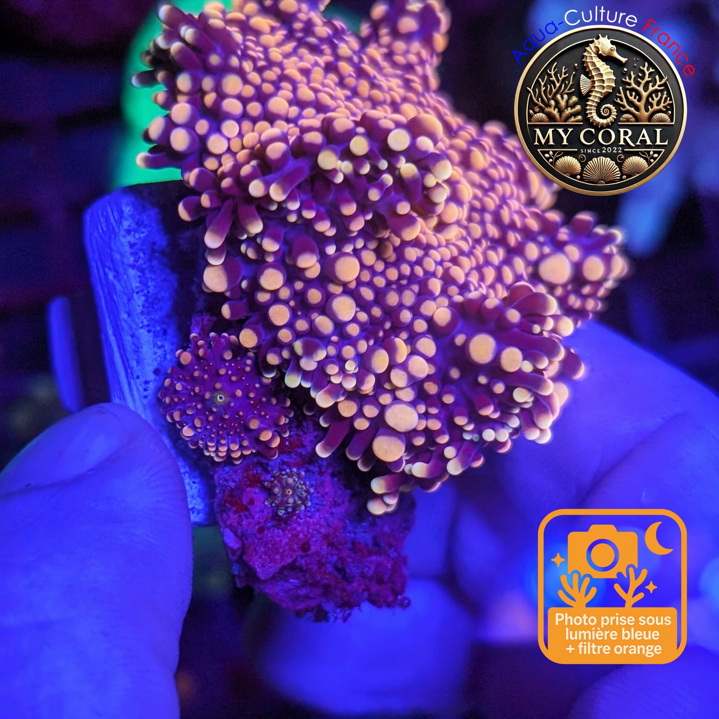 Ricordea Yuma de Culture WYSIWYG- Yuma JUMBO NIGHTGOLD RYJNG130