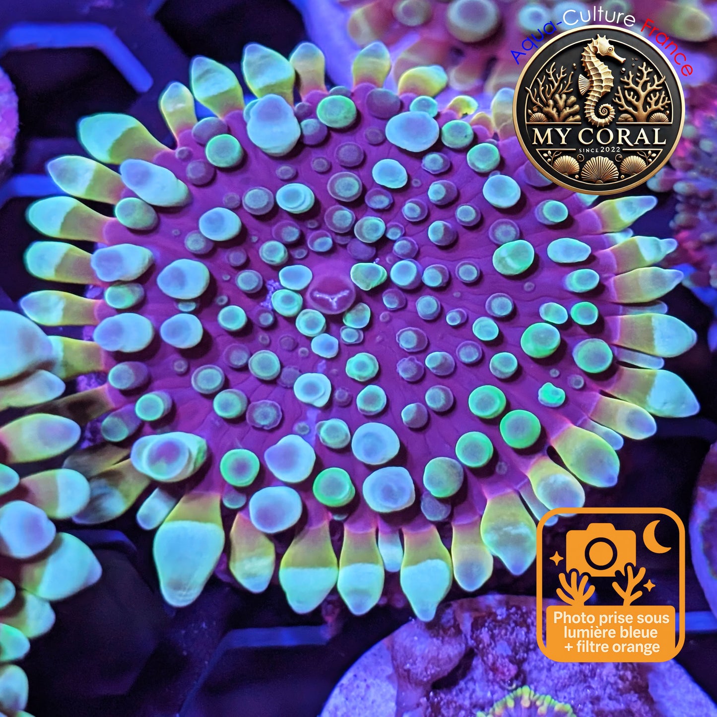 Ricordea Yuma de Culture WYSIWYG- Yuma JUMBO RED XL RYJR107