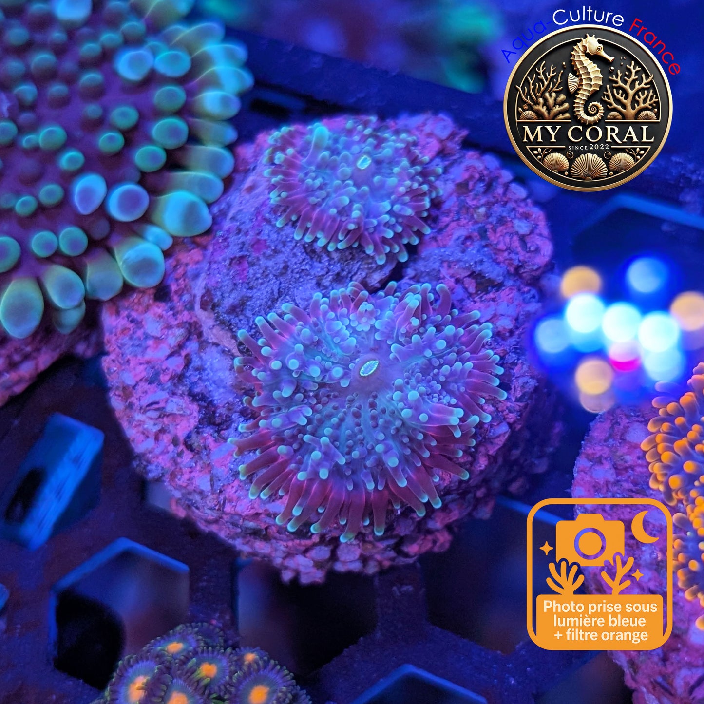 Ricordea Yuma de Culture WYSIWYG- Yuma Pink (2 P) RYP114