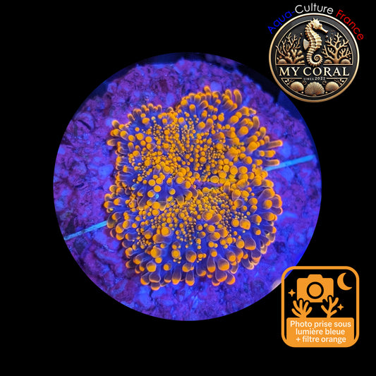 Ricordea Yuma de Culture WYSIWYG-  Yuma Gold RYG106