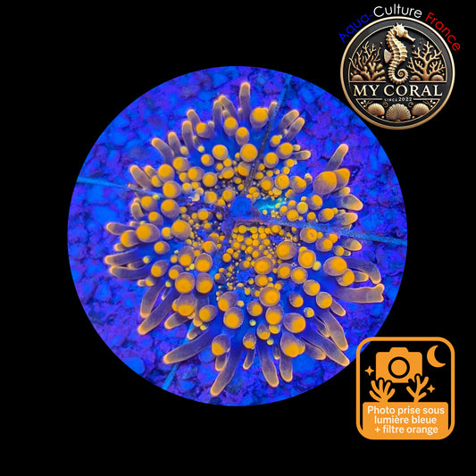 Ricordea Yuma de Culture WYSIWYG-  Yuma Gold RYG107