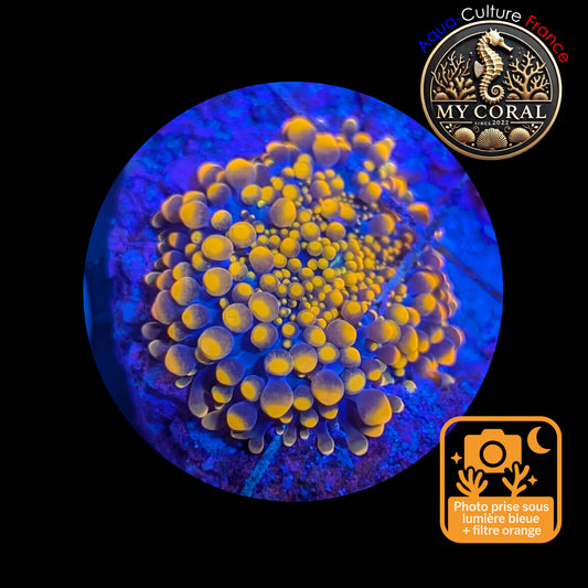 Ricordea Yuma de Culture WYSIWYG-  Yuma Gold RYG108