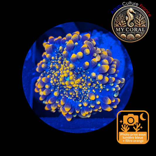 Ricordea Yuma de Culture WYSIWYG-  Yuma Gold RYG109
