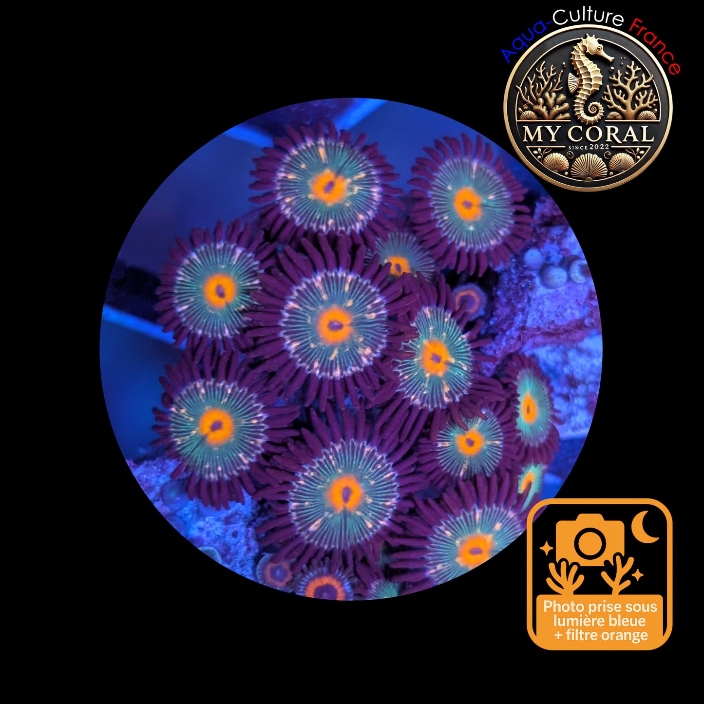 Zoanthus de Culture WYSIWYG - MC GORILLA SPECKLED - ZGS103