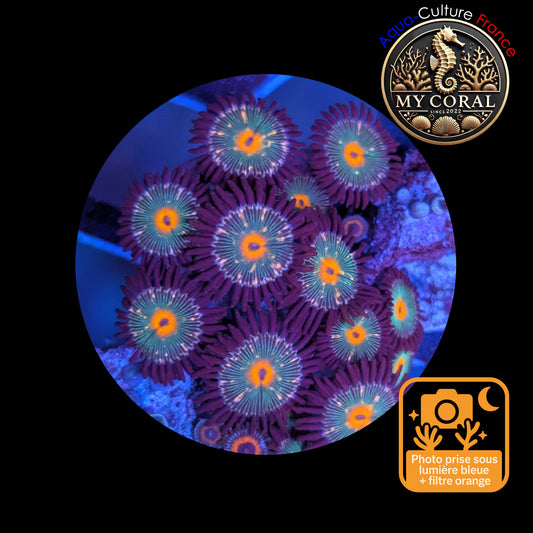 Zoanthus de Culture WYSIWYG - MC GORILLA SPECKLED - ZGS103