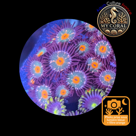 Zoanthus de Culture WYSIWYG - MC GORILLA SPECKLED - ZGS102