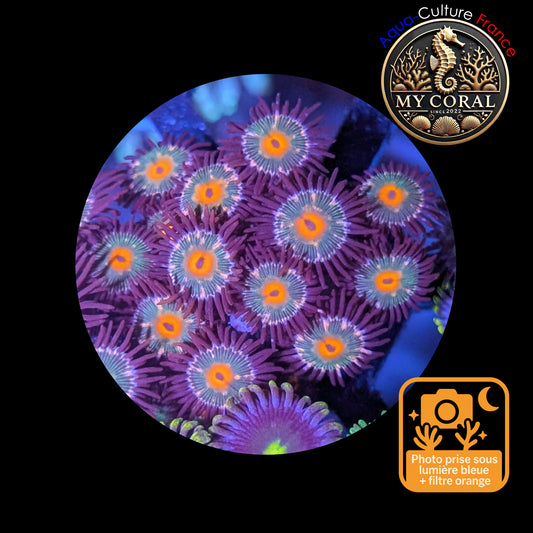 Zoanthus de Culture WYSIWYG - MC GORILLA SPECKLED - ZGS104