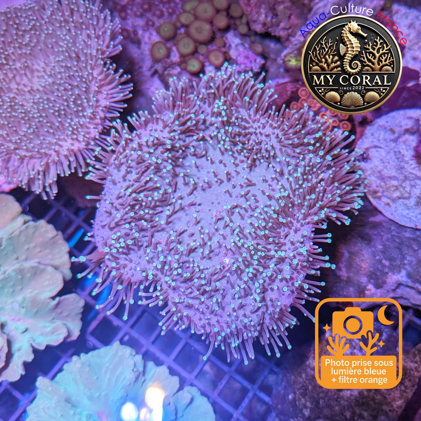 Coraux mous de MariCulture WYSIWYG - Sarcophyton L10 cm SC006