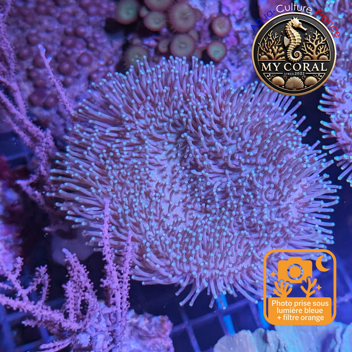 Coraux mous de MariCulture WYSIWYG - Sarcophyton L10 cm SC007