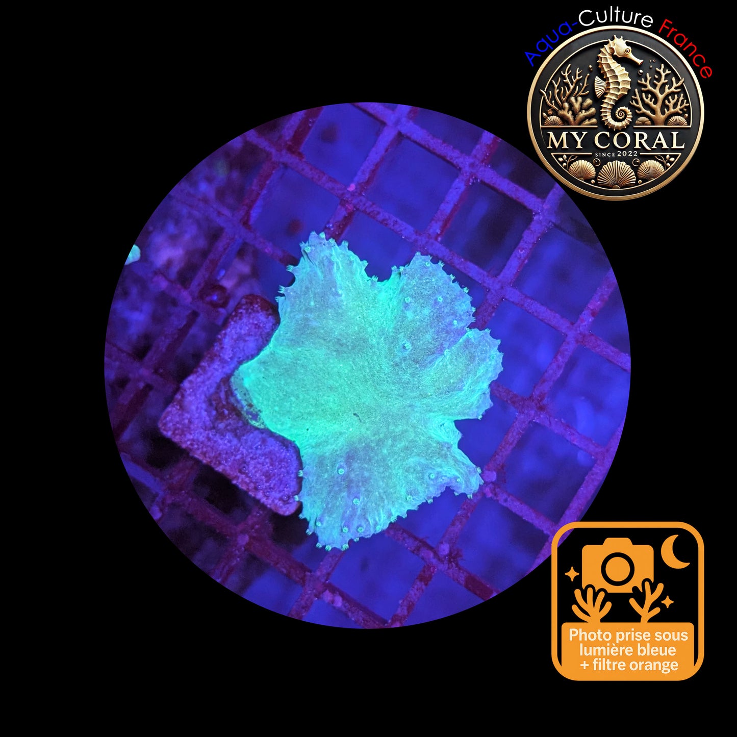 Coraux mous de Culture WYSIWYG - Sinularia Dura Grenn / Blue SDGB001