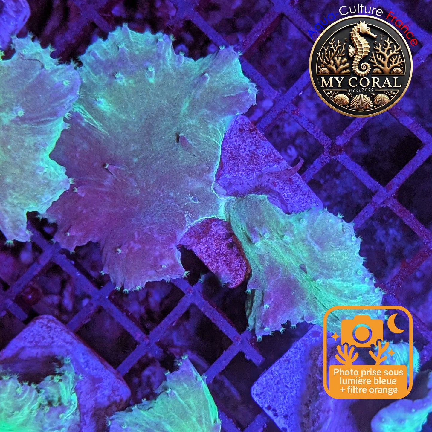 Coraux mous de Culture WYSIWYG - Sinularia Dura Grenn / Blue SDGB003
