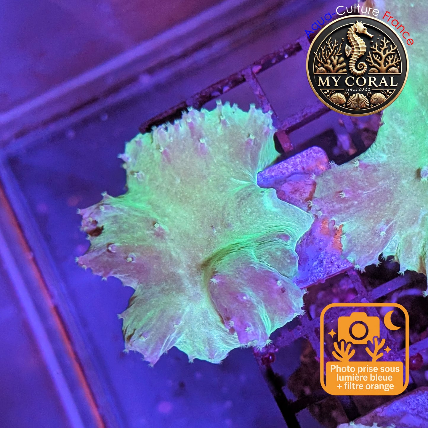 Coraux mous de Culture WYSIWYG - Sinularia Dura Grenn / Blue SDGB006