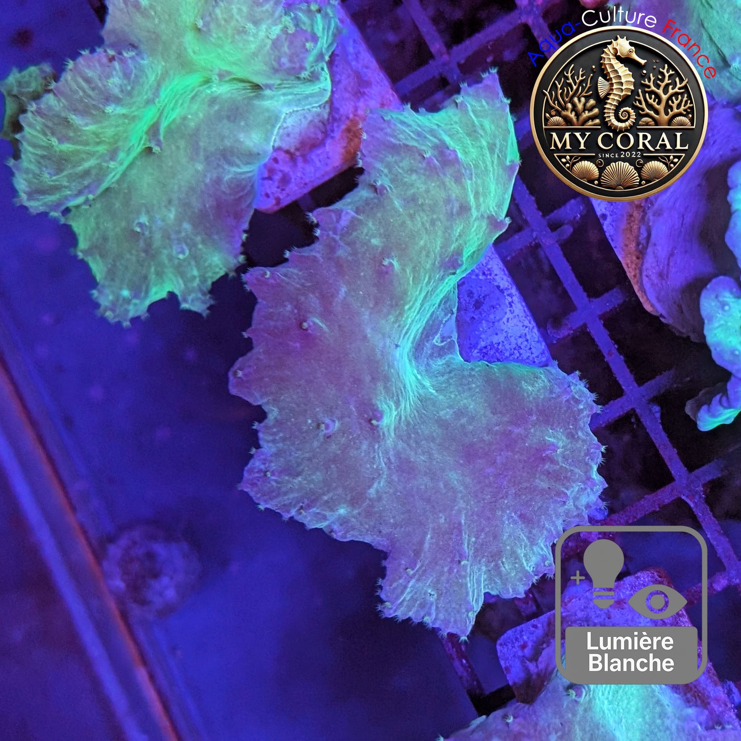 Coraux mous de Culture WYSIWYG - Sinularia Dura Grenn / Blue SDGB007