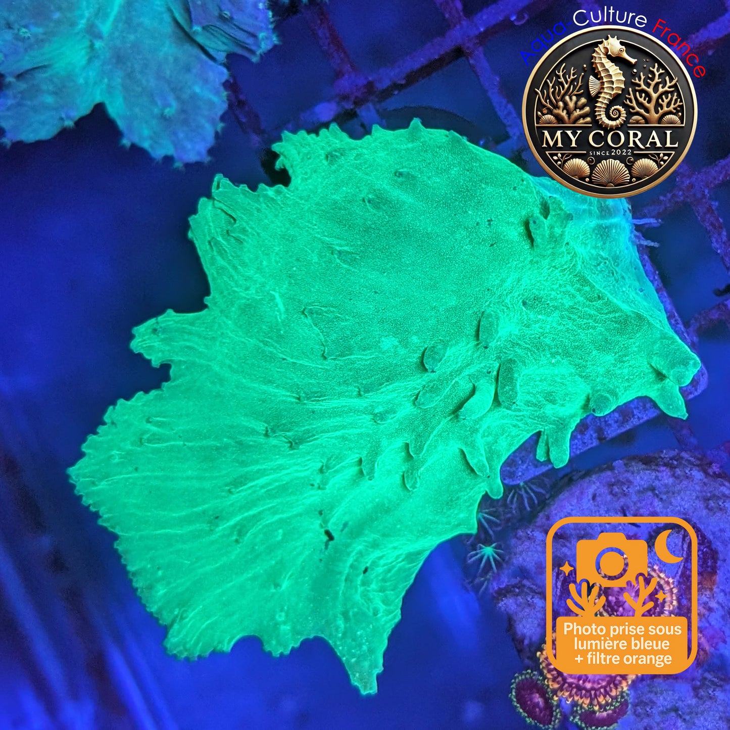 Coraux mous de Culture WYSIWYG - Sinularia Dura FLUO Green SDUG001