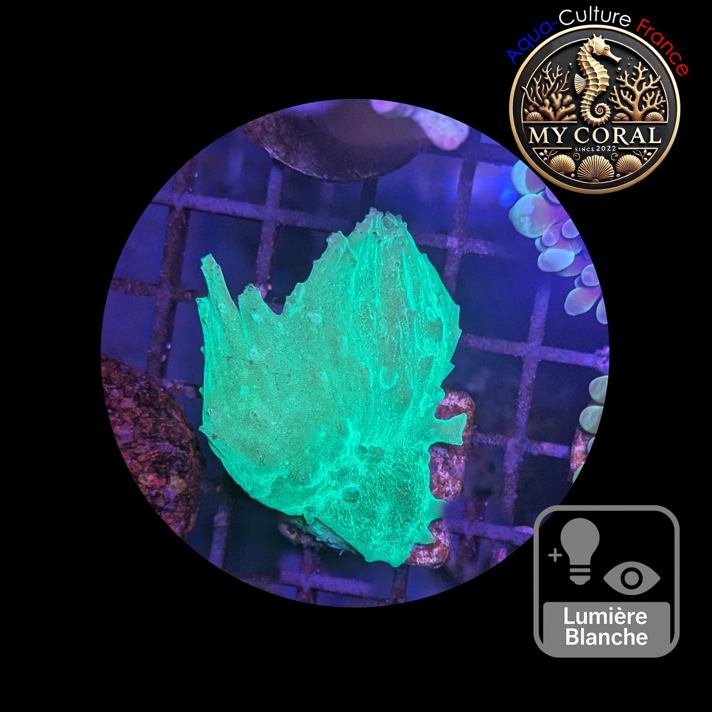 Coraux mous de Culture WYSIWYG - Sinularia Dura FLUO Green SDUG002