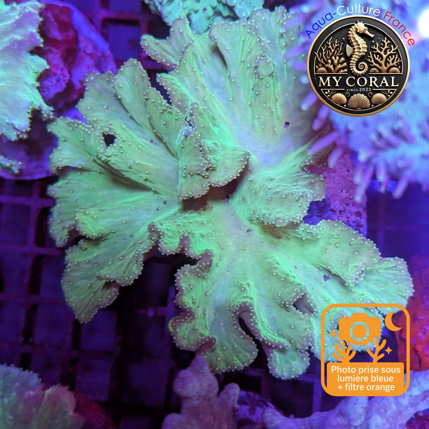 Coraux mous de MariCulture WYSIWYG - Sinularia Dura Green SDG010