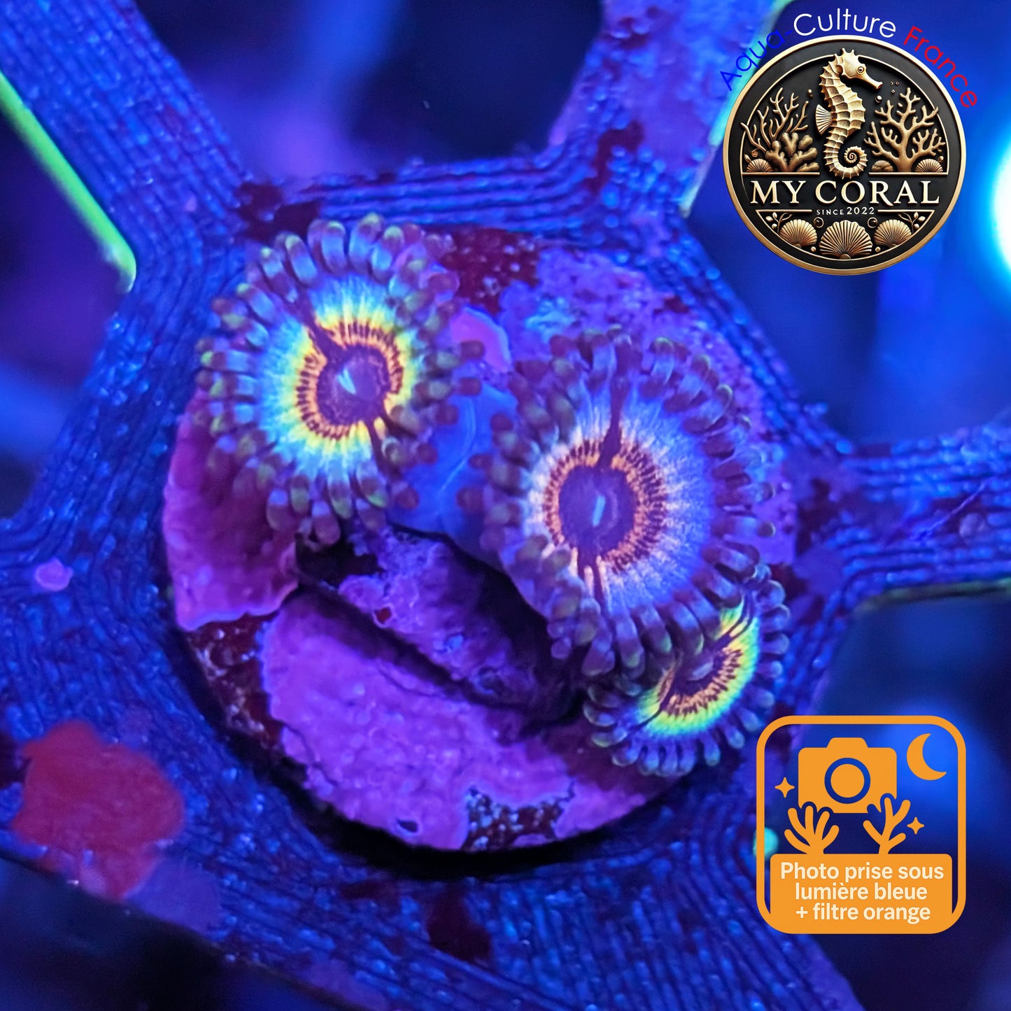 Zoanthus de Culture WYSIWYG - SONIC FLARE - ZSF207
