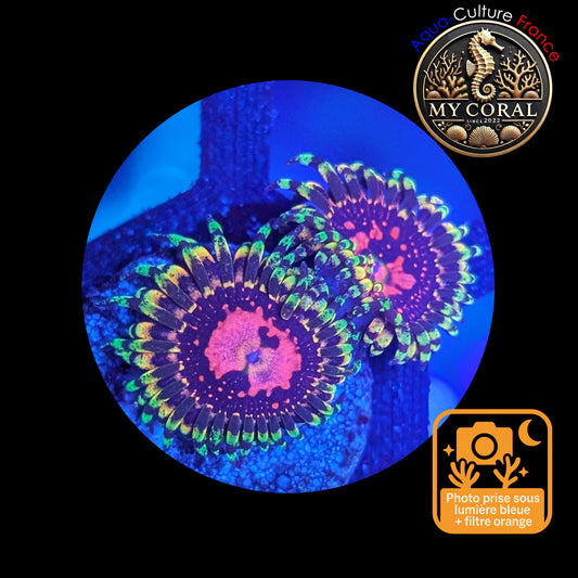 Zoanthus de Culture WYSIWYG - SPACE CHAOS BIGR - ZSC104