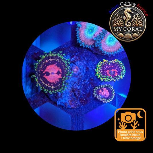 Zoanthus de Culture WYSIWYG - SPACE CHAOS BIGR - ZSC105