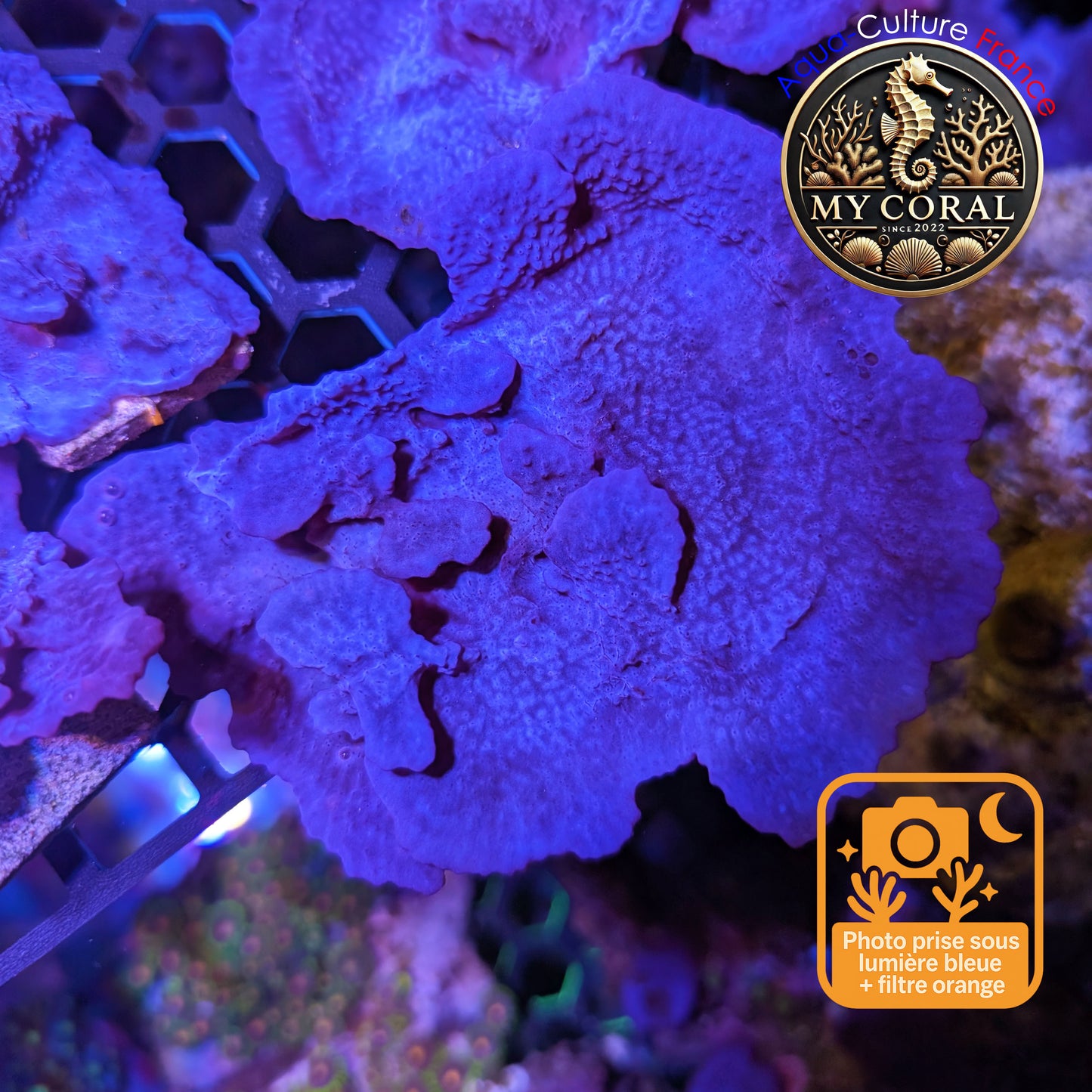 Coraux mous de Culture WYSIWYG - Eponge Purple - Collospongia Auris EP107