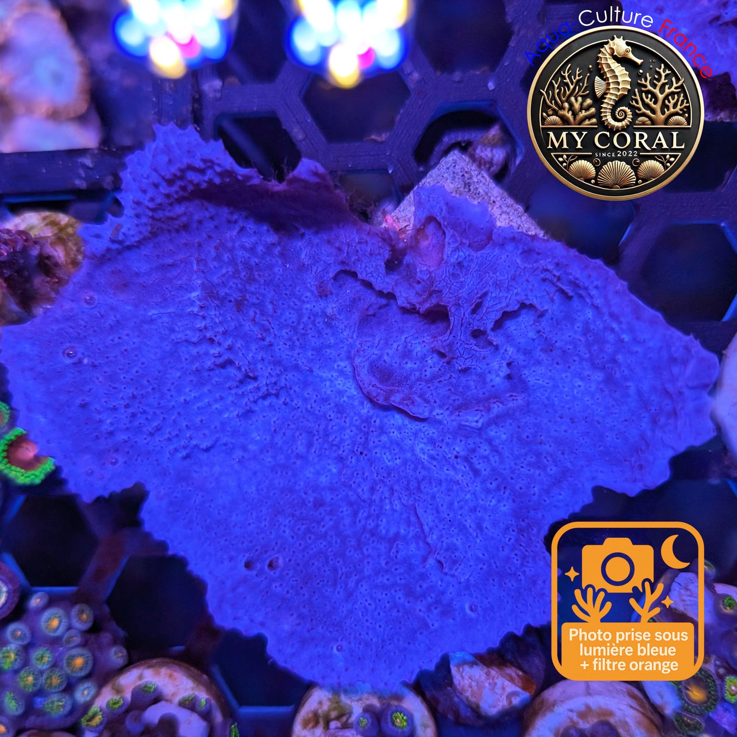 Coraux mous de Culture WYSIWYG - Eponge Purple - Collospongia Auris EP109