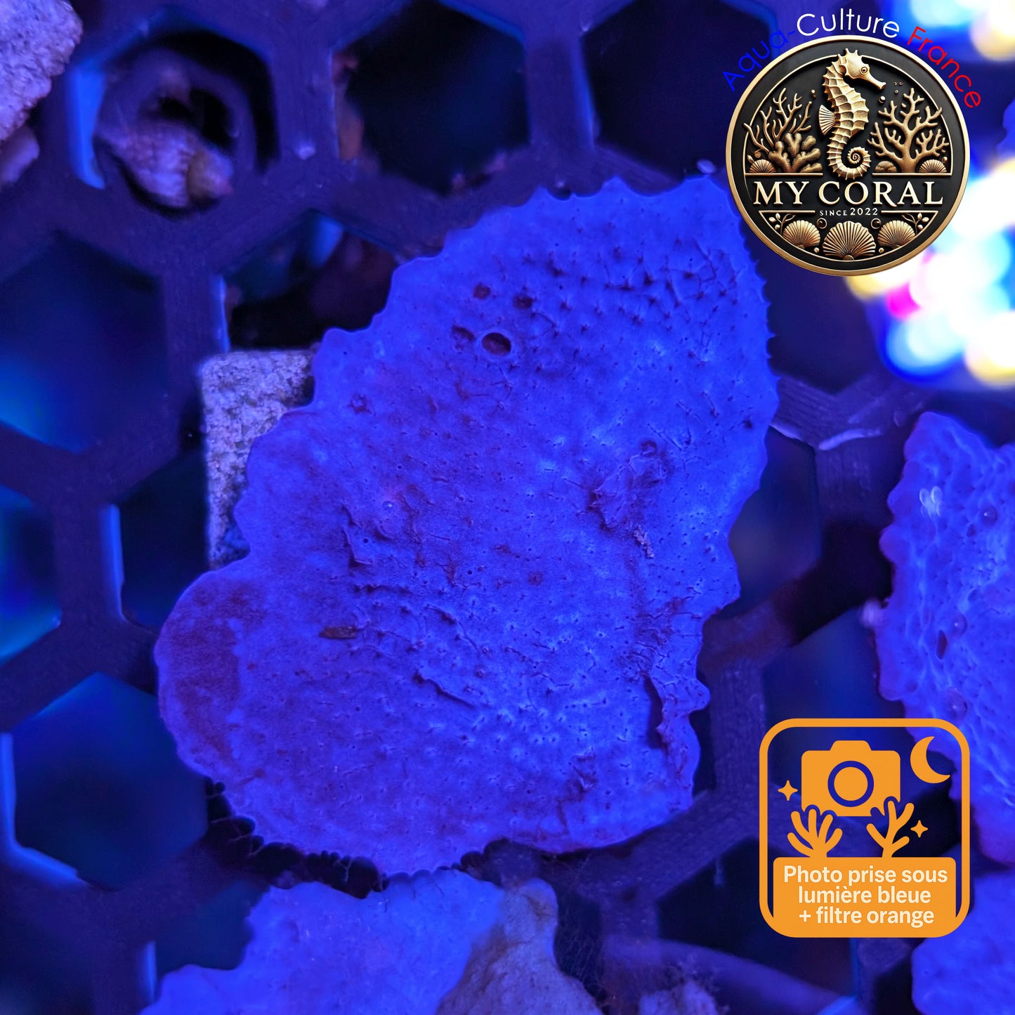 Coraux mous de Culture WYSIWYG - Eponge Purple - Collospongia Auris EP108