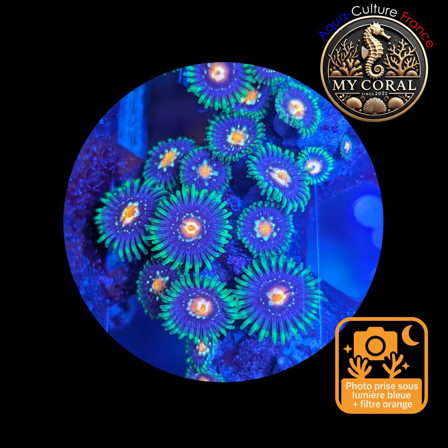 Zoanthus de Culture WYSIWYG - STARGAZER JF- ZST113
