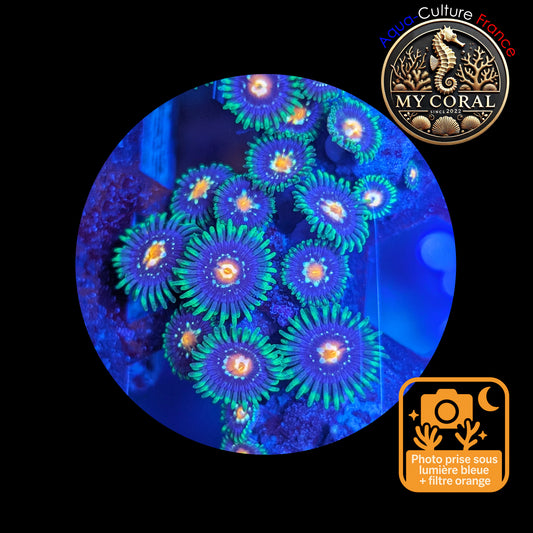 Zoanthus de Culture WYSIWYG - STARGAZER JF- ZST113