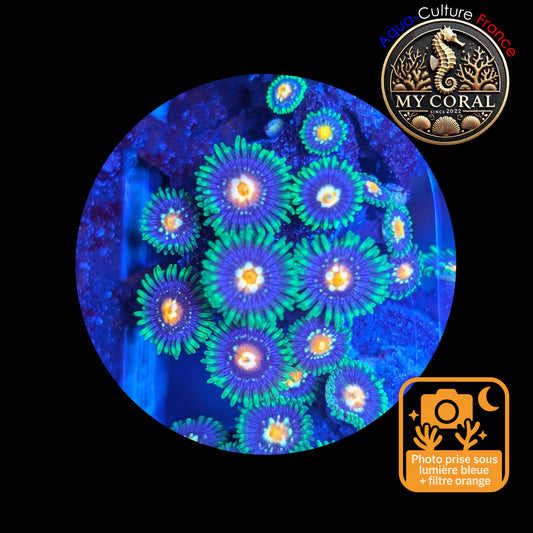 Zoanthus de Culture WYSIWYG - STARGAZER JF- ZST114