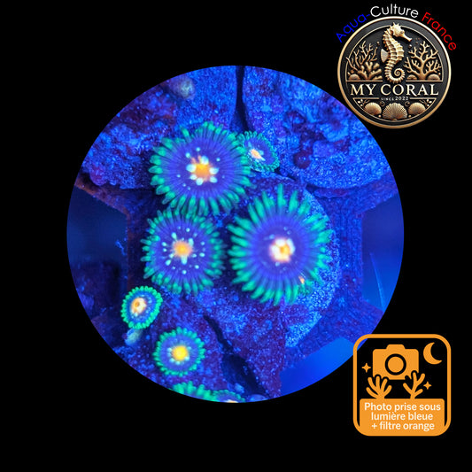 Zoanthus de Culture WYSIWYG - STARGAZER JF- ZST111
