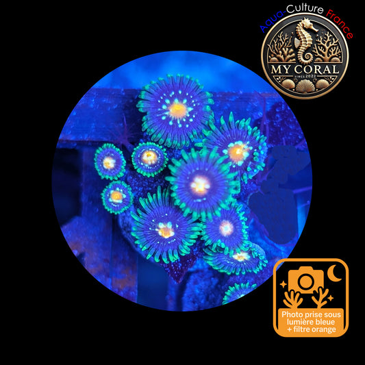 Zoanthus de Culture WYSIWYG - STARGAZER JF- ZST112