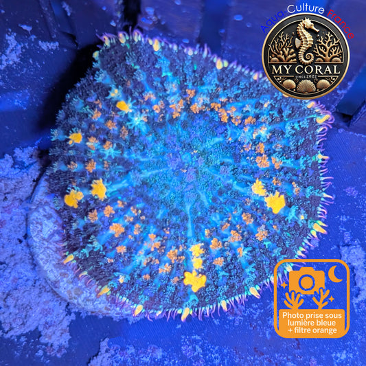 Rhodactis de Culture WYSIWYG-  Bounce Sunkist XL - RBS101
