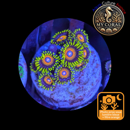 Zoanthus de Culture WYSIWYG - SUPER SAIYAN - ZSPS102