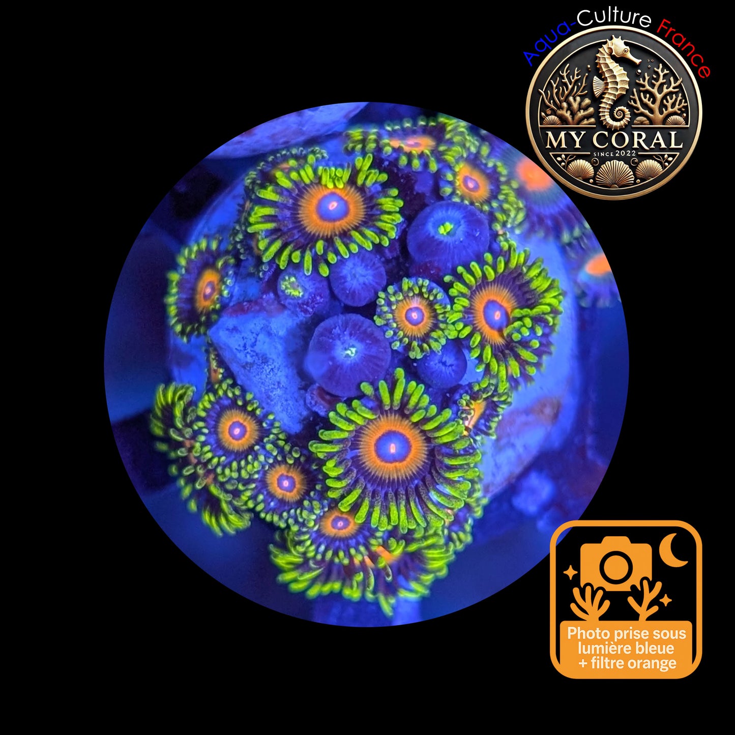 Zoanthus de Culture WYSIWYG - SUPER SAIYAN - ZSPS103 Colonie