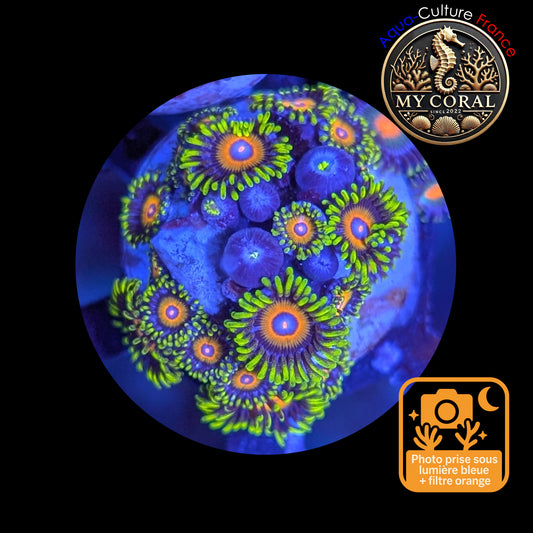 Zoanthus de Culture WYSIWYG - SUPER SAIYAN - ZSPS103 Colonie