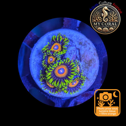 Zoanthus de Culture WYSIWYG - SUPER SAIYAN - ZSPS101