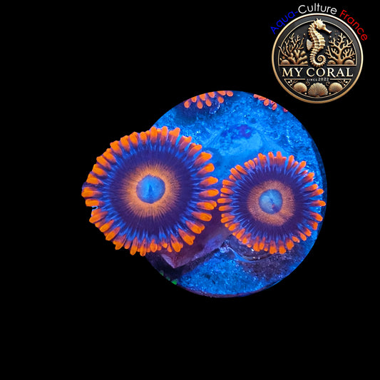 Zoanthus de Culture WYSIWYG - TEQUILLA SUNRISE - ZTS101