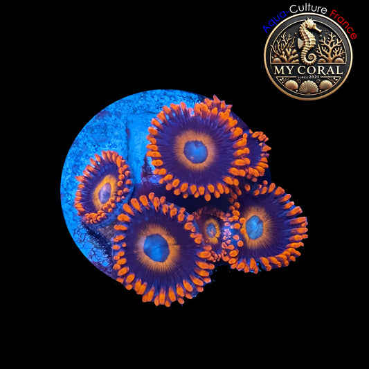 Zoanthus de Culture WYSIWYG - TEQUILLA SUNRISE - ZTS102