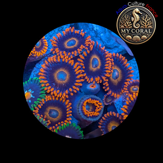 Zoanthus de Culture WYSIWYG - TEQUILLA SUNRISE - ZTS104