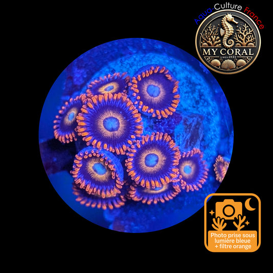 Zoanthus de Culture WYSIWYG - TEQUILLA SUNRISE- ZTS101