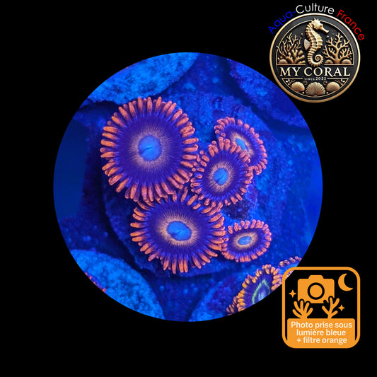 Zoanthus de Culture WYSIWYG - TEQUILLA SUNRISE- ZTS103