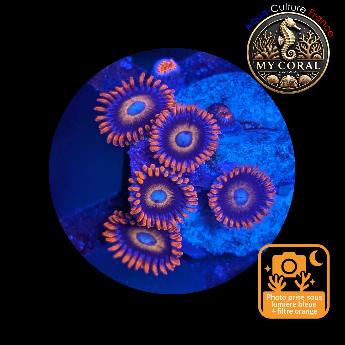 Zoanthus de Culture WYSIWYG - TEQUILLA SUNRISE- ZTS102