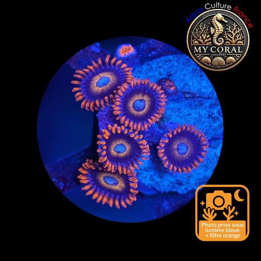 Zoanthus de Culture WYSIWYG - TEQUILLA SUNRISE- ZTS102