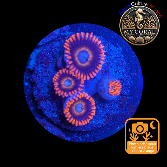 Zoanthus de Culture WYSIWYG - TEQUILLA SUNRISE- ZTS104